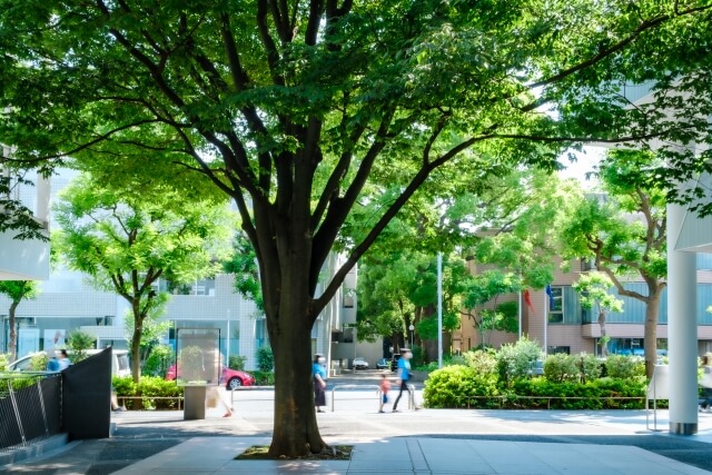 公園内のケヤキ